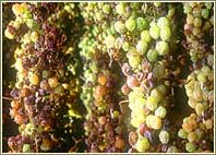 termine appassimento