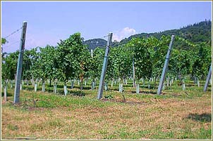 vigneti